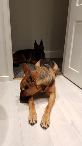 Bathroom Guards