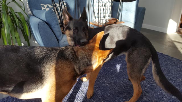 Best Pals