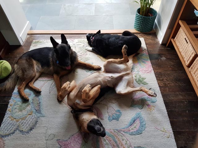 Ginny Lokie And Joey