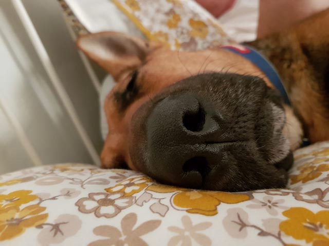 Loki Nose
