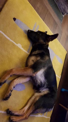 Tired Ginney