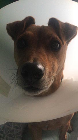 Hetty In Collar