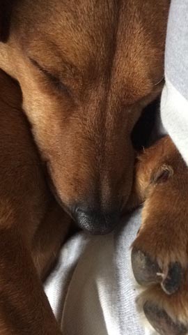 Hetty Sleeping