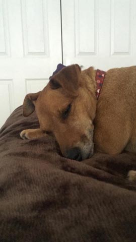 Hetty Snoozing