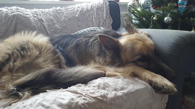 JJ Snoozing