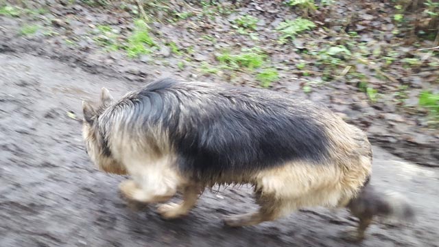 Muddy JJ