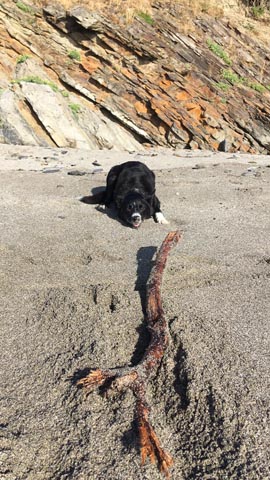Joey Keeper Of The BIG Stick