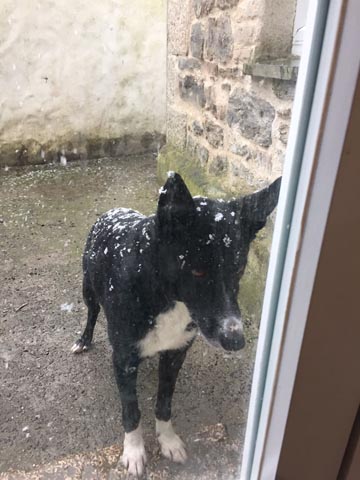 Snowy Joey