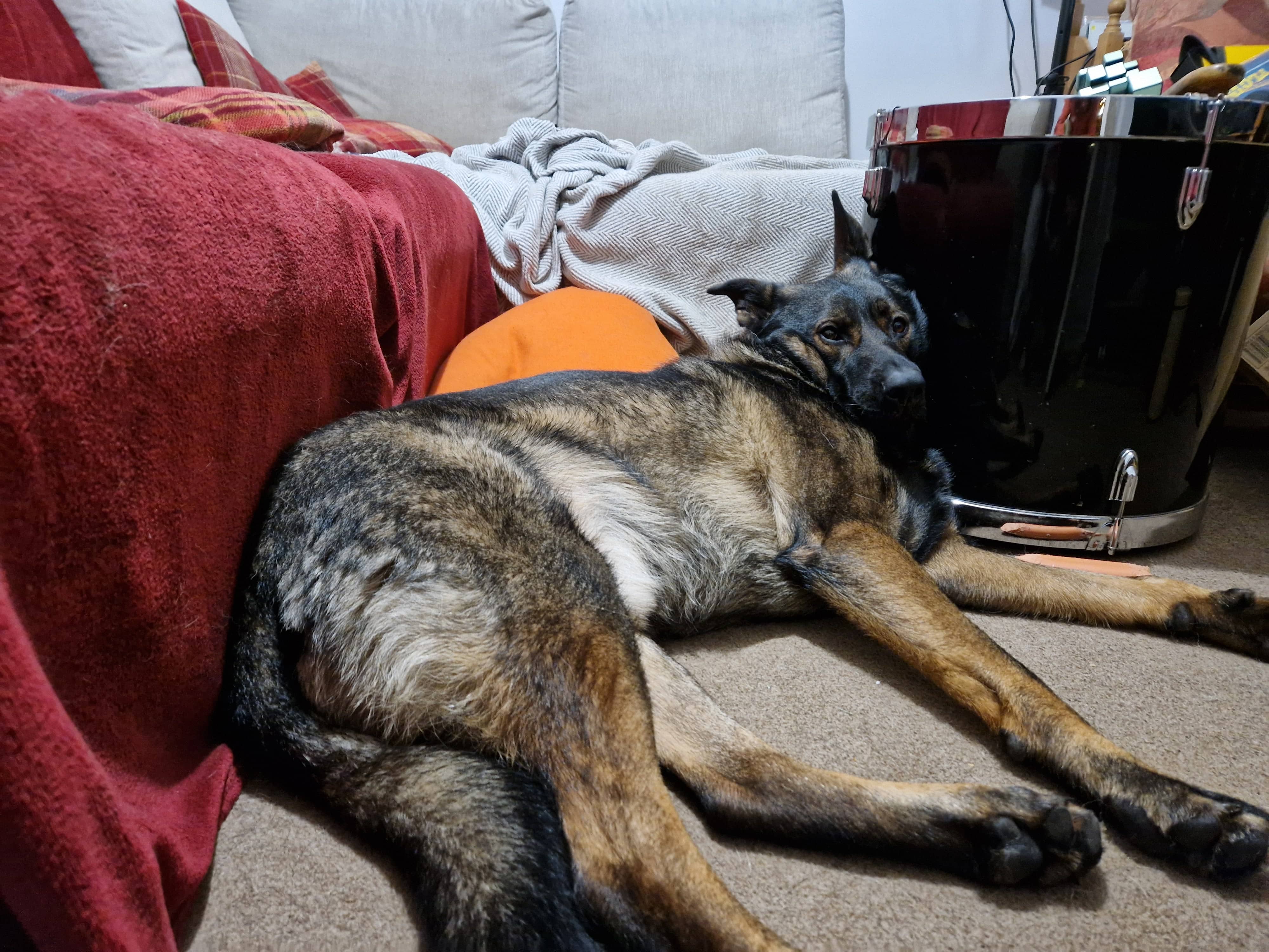 No Pillow Dec 2024