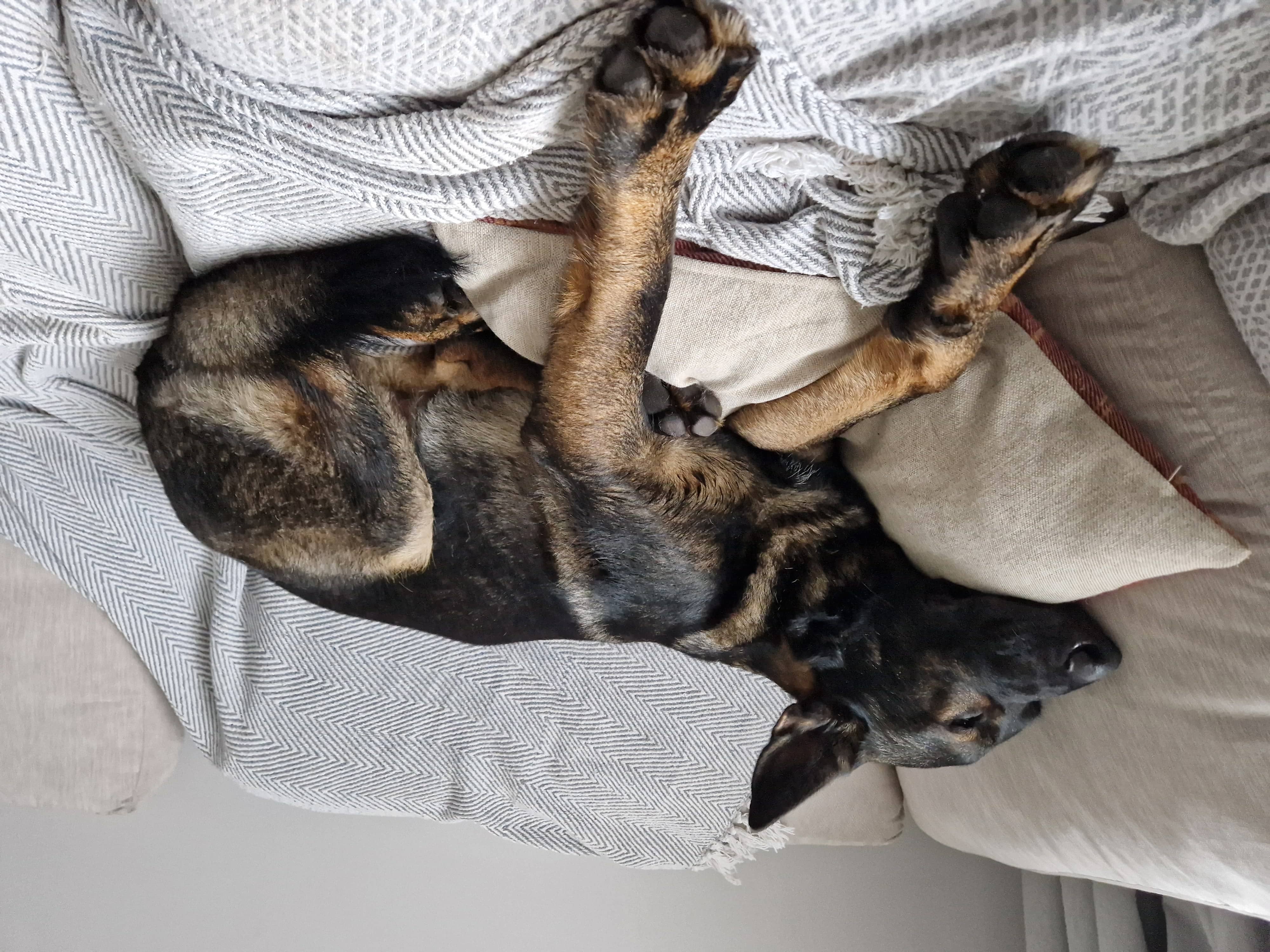 Ronnie Sleeping Jan 2024