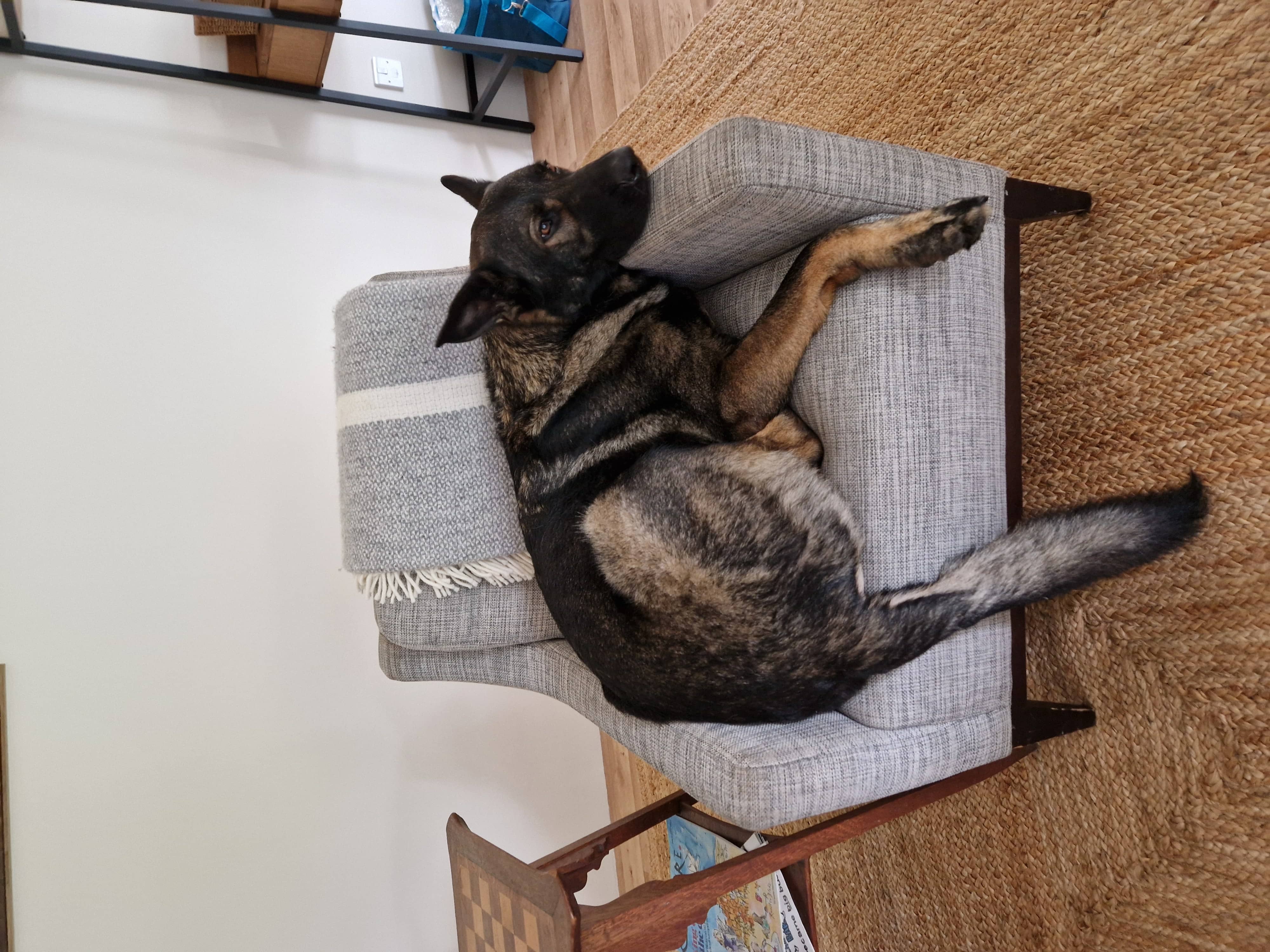 Ronnie On A Small Chair - Aug 2025 - Frogpool