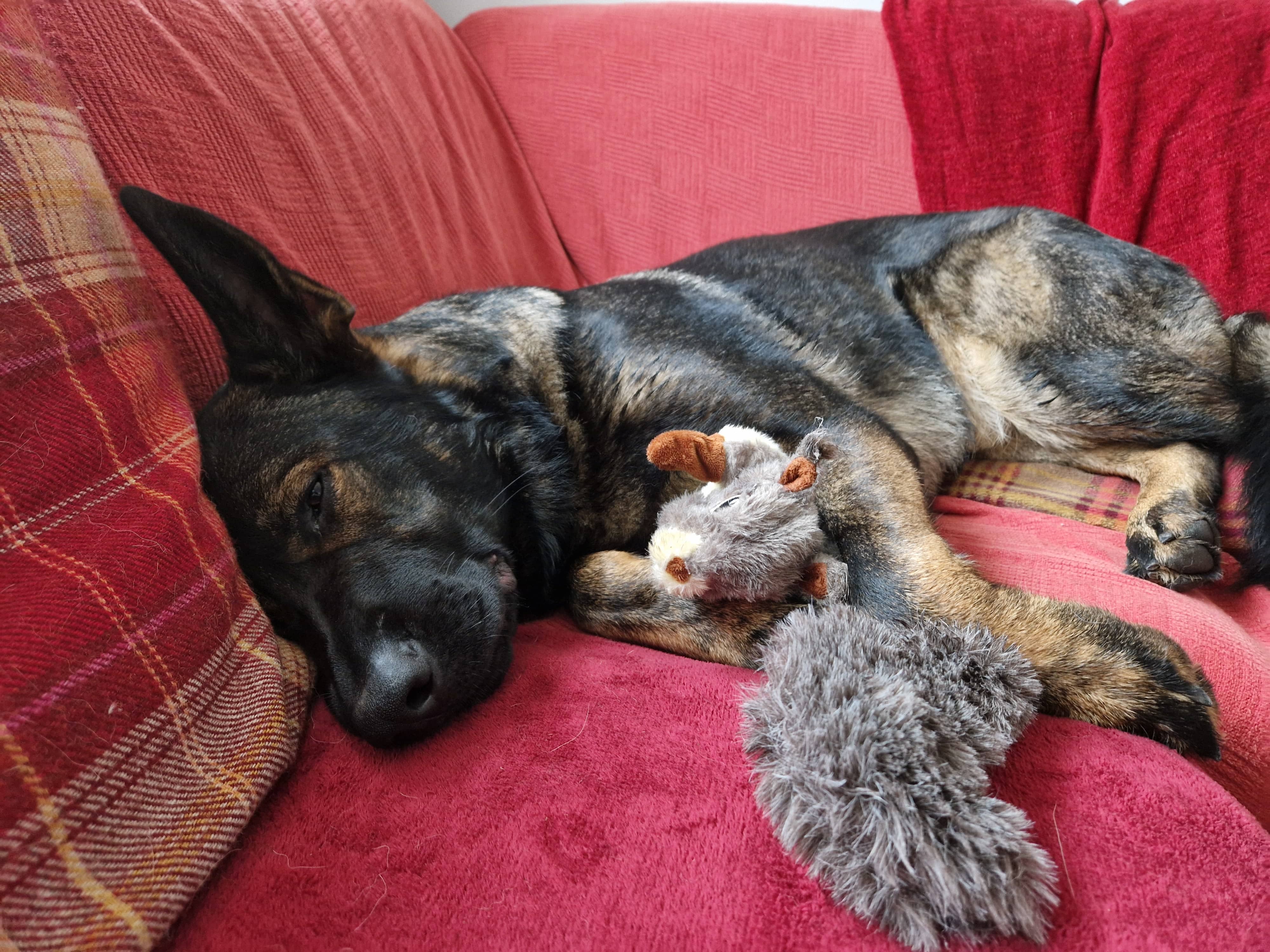 Sleepy Squirrel - Feb 2024