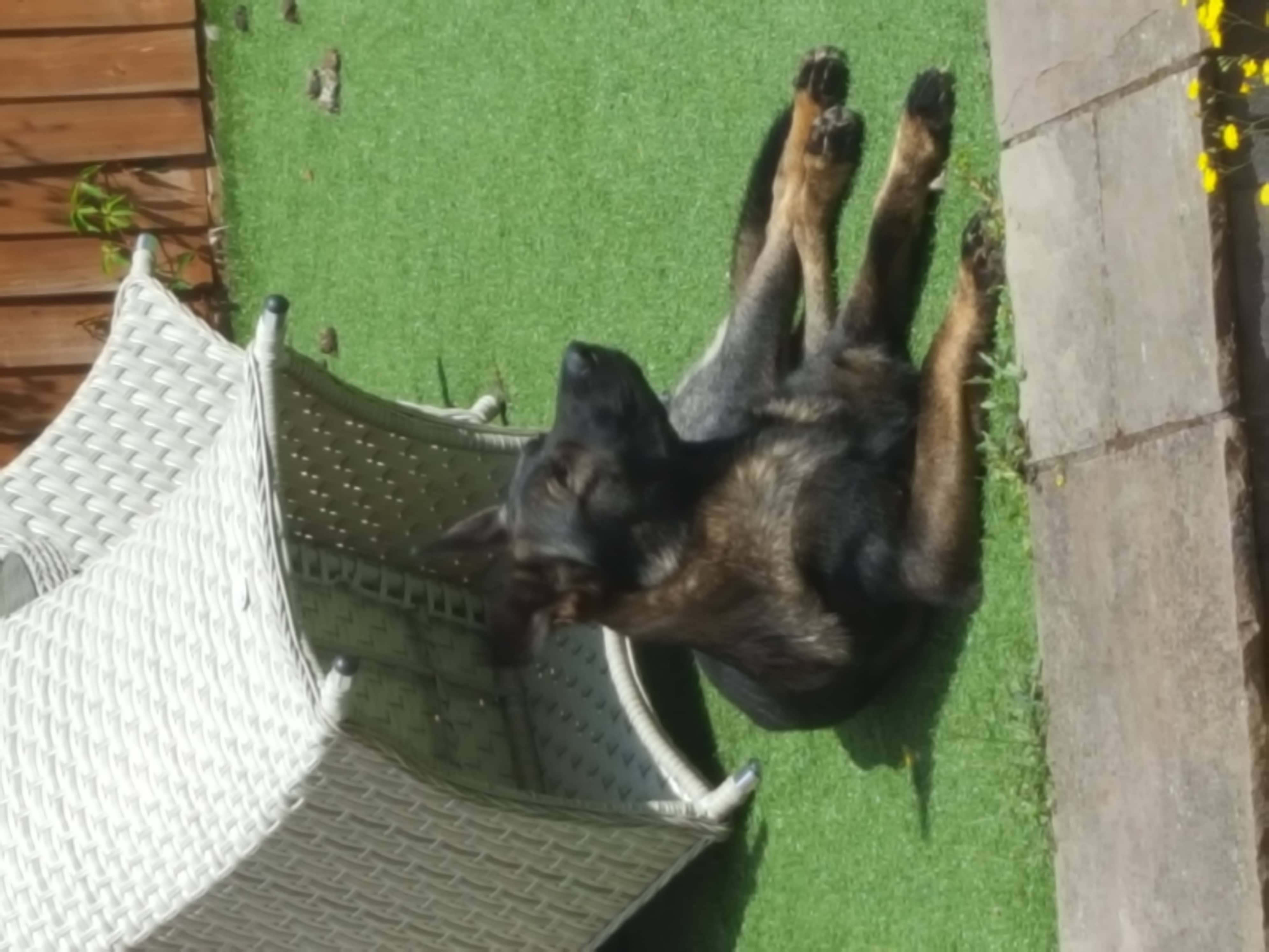 Sundog